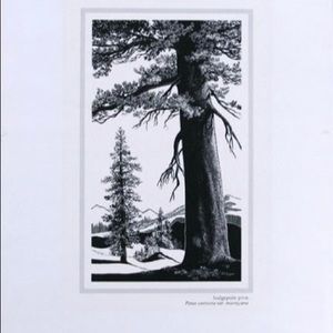 Jane Gyer Tree Scratchboard Illustrations